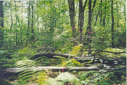 img-harvard_forest-carbon_exchange.jpeg