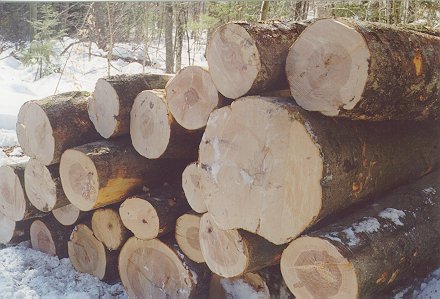 img-harvard_forest-forest_management.jpeg
