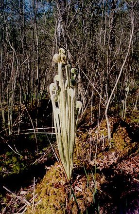 img-harvard_forest-photo_gallery.jpeg