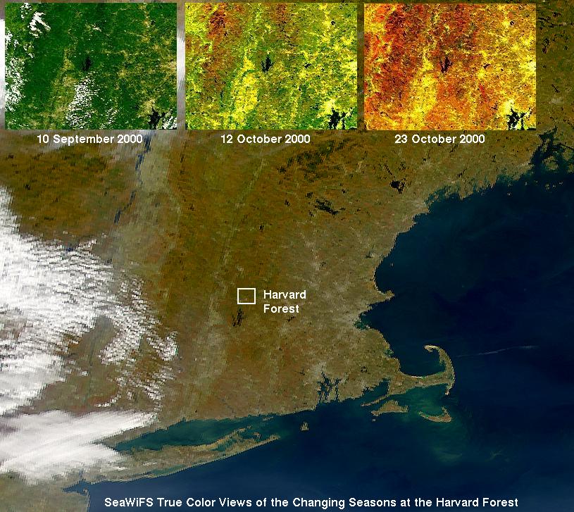 SeaWifs images show the advance of fall colors.