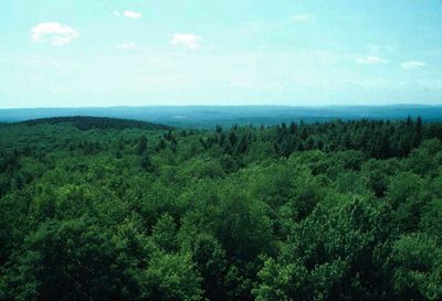 img-harvard_forest-urban_pollution-8.jpeg