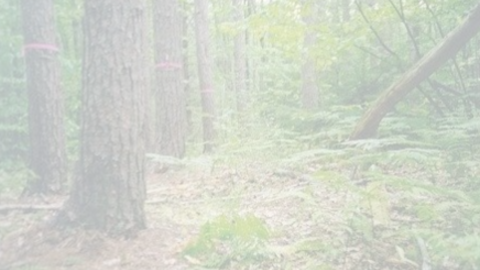 img-research-ground_sites-harvard_forest-bkgd.png