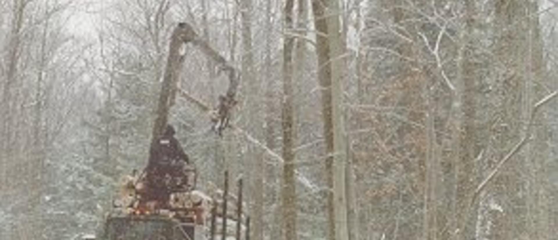 img-harvard_forest-forest_management-1.jpeg