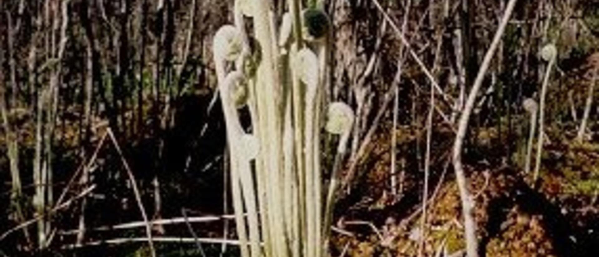Ferns sprout as fiddleheads in the spring.